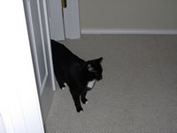 Frisky hanging out upstairs (81kb)